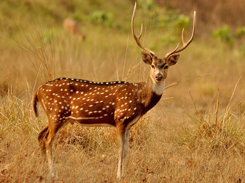 Wildlife
