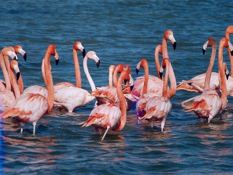 Bird Sanctuary